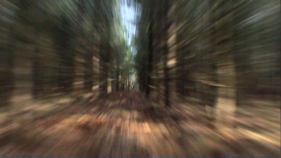 Still from Flight by Dryden Goodwin
