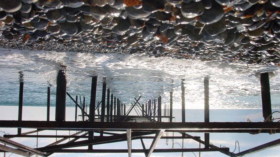 Still from Proximity by Inger Lise Hansen
