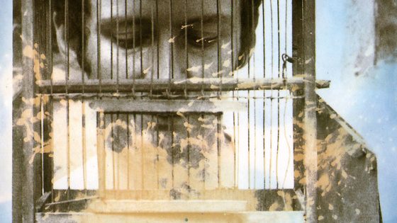Still from Within/Without by Benita Raphan
